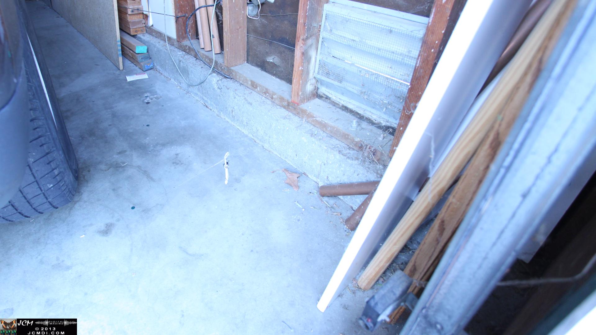 Black Widow vs (and EATS) Alligator Lizard